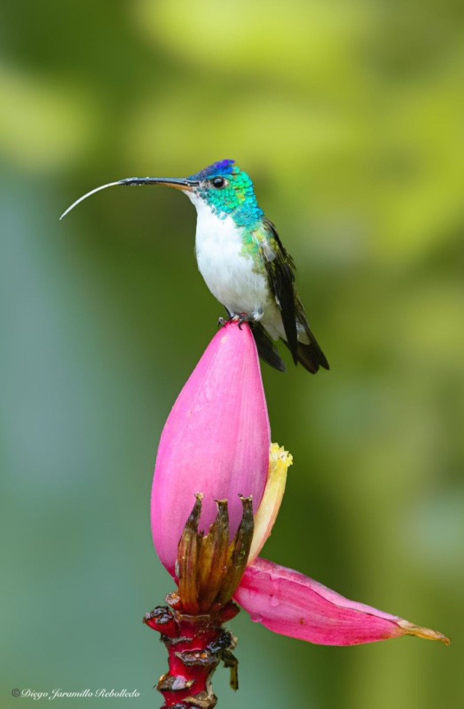 Andean Emerald: complete bird within the frame