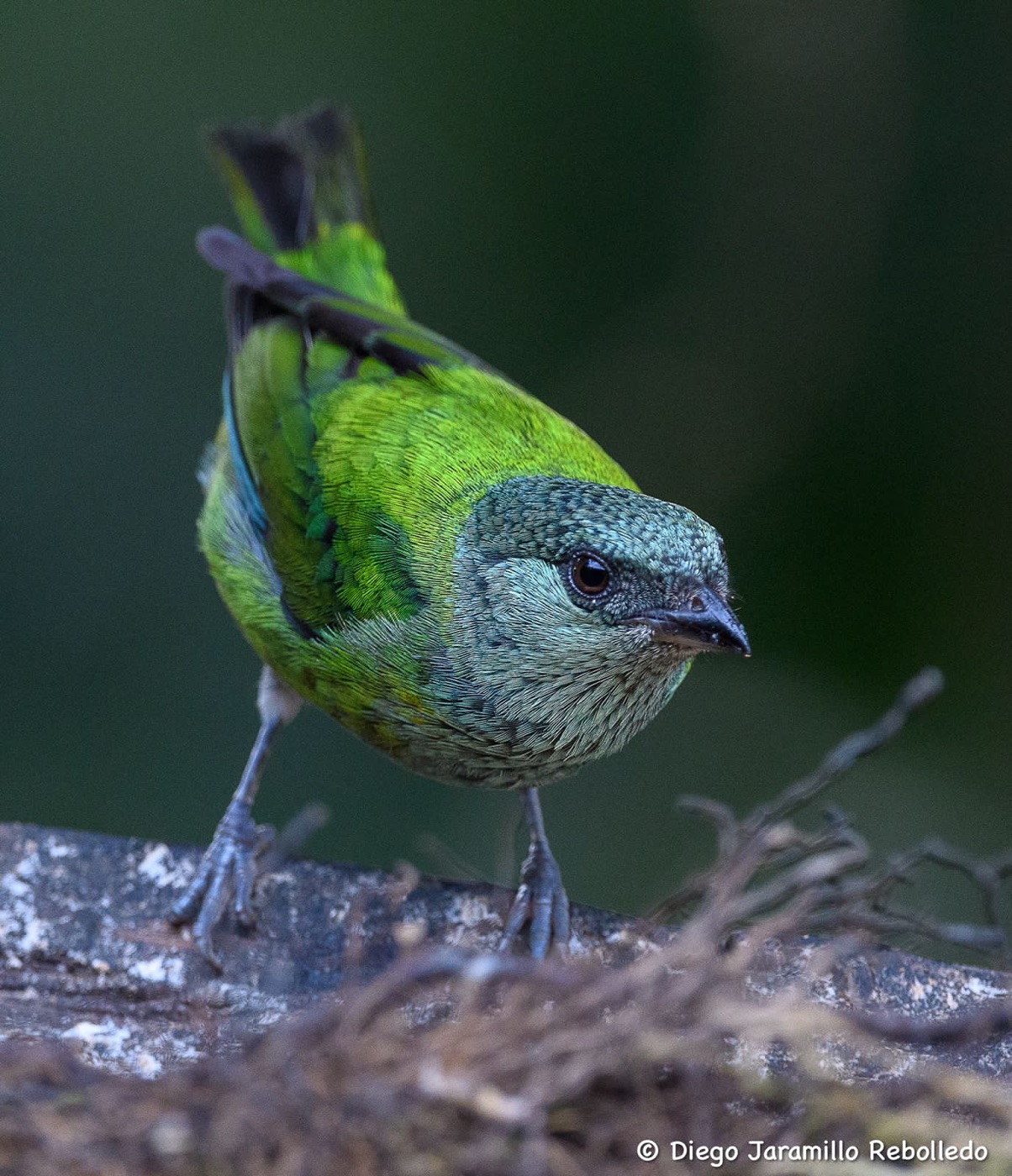 Black-capped Tanager: complete bird within the frame