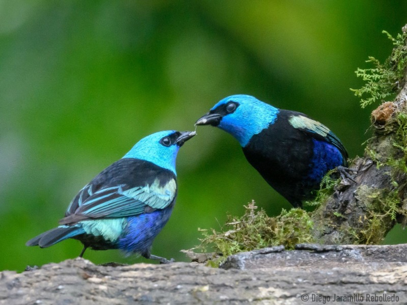 Blue-necked Tanager: complete bird within the frame