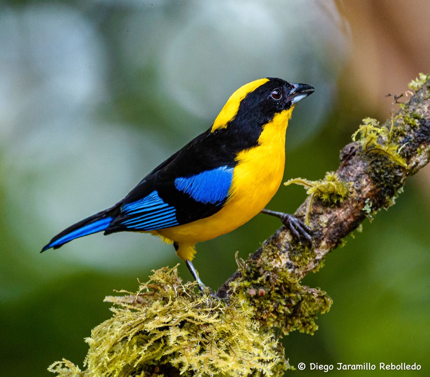 Blue-winged Mountain Tanager: complete bird within the frame