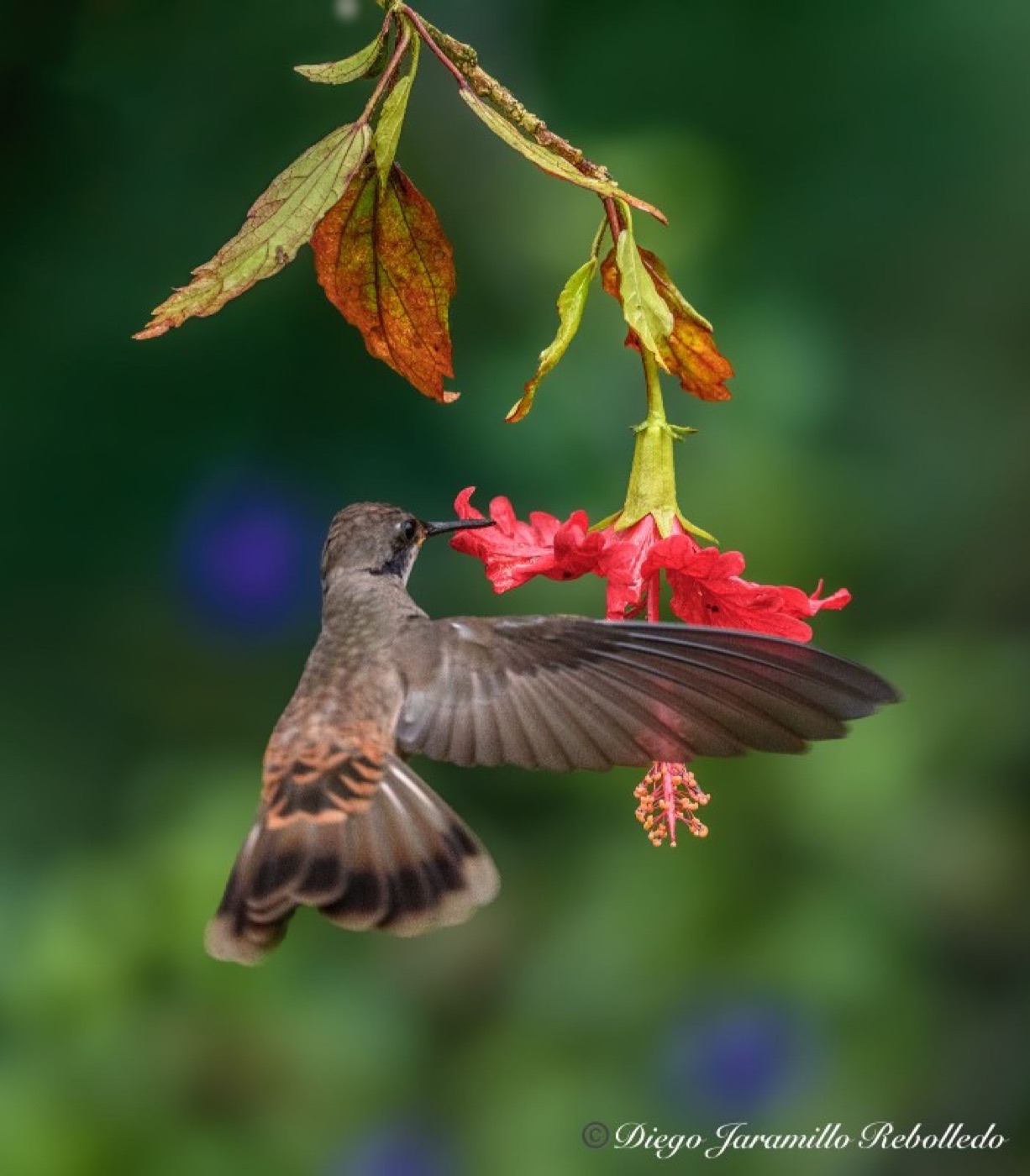 Brown Violetear: complete bird within the frame