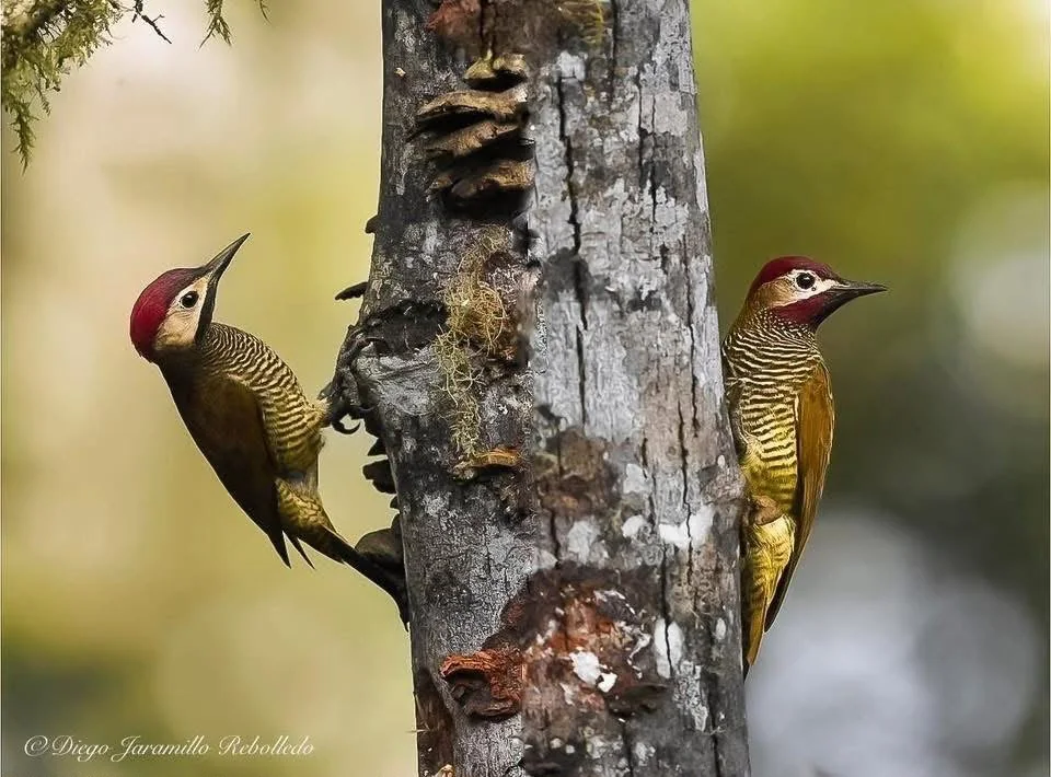 Colaptes rubiginosus · Colaptes rubiginosus