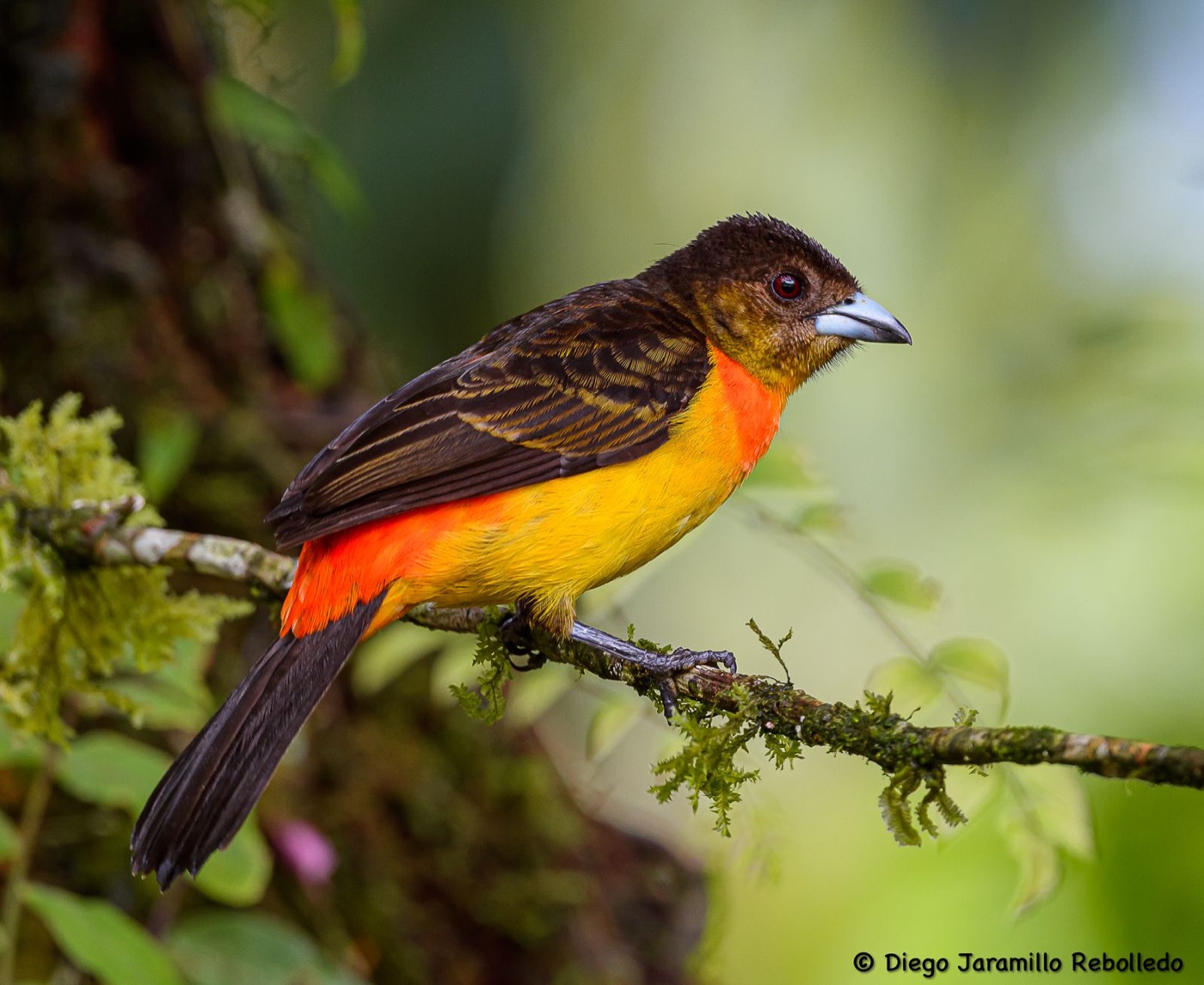 Flame-rumped Tanager: complete bird within the frame