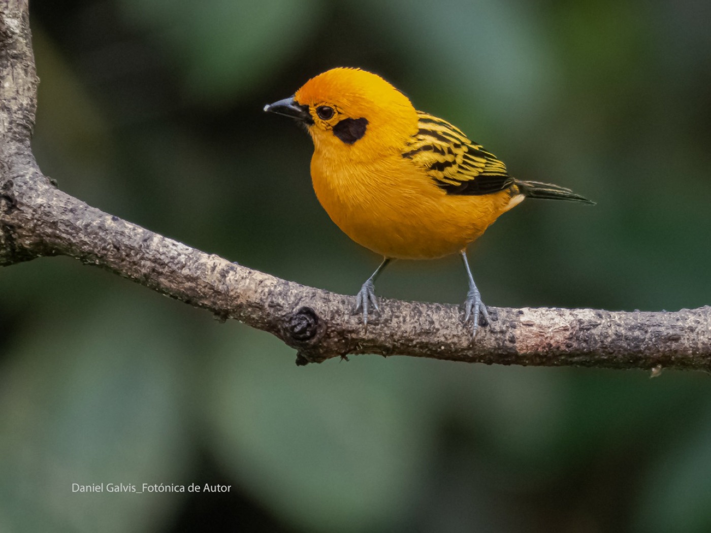 Golden Tanager: complete bird within the frame
