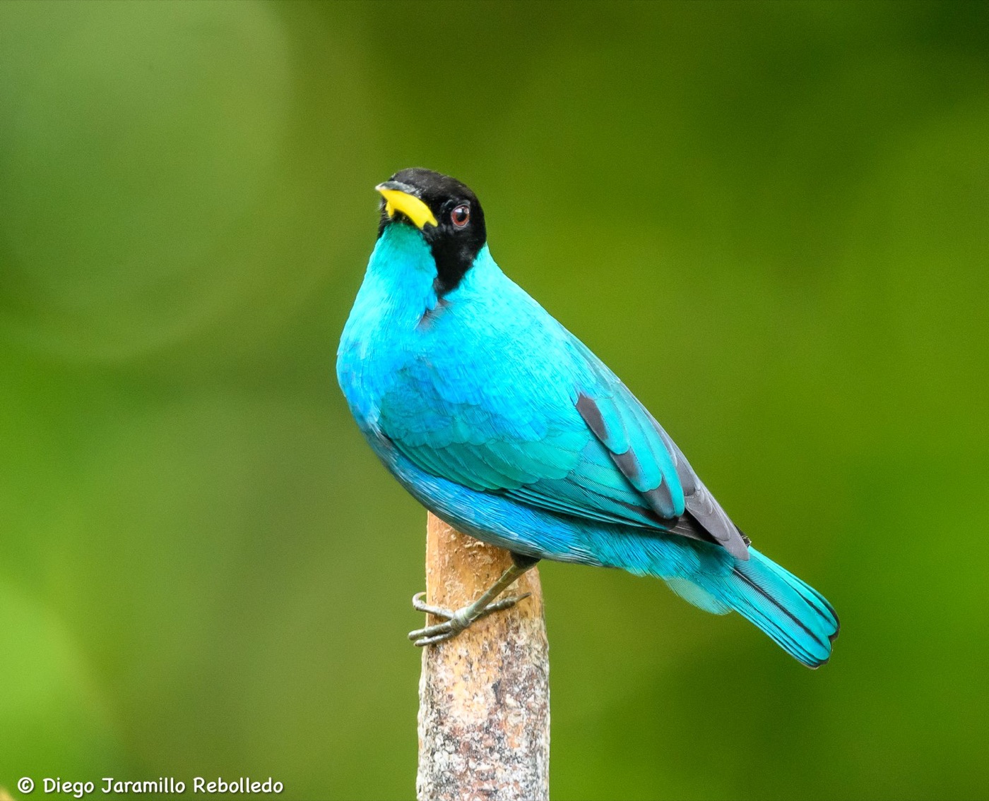 Green Honeycreeper: complete bird within the frame