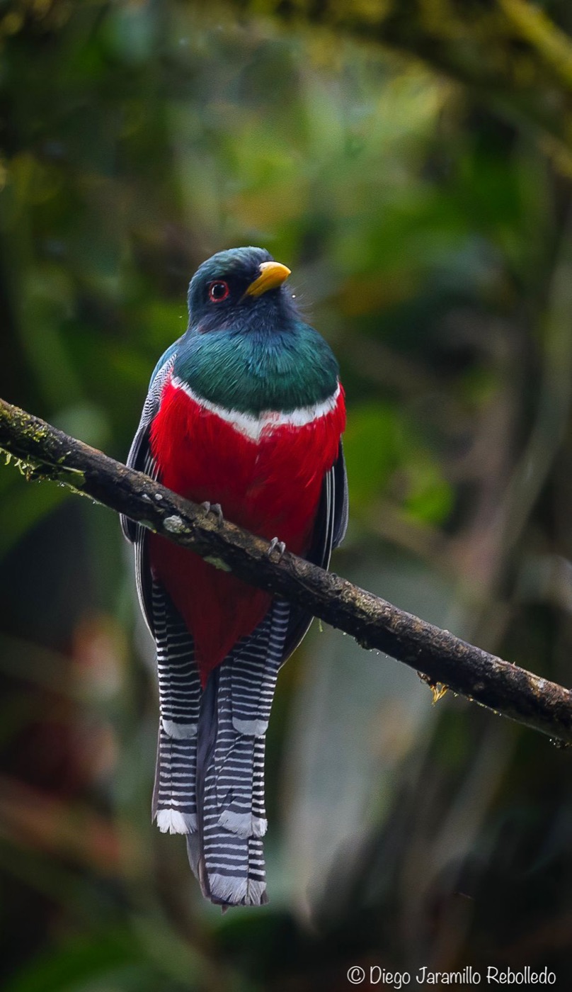 Masked Trogon: complete bird within the frame