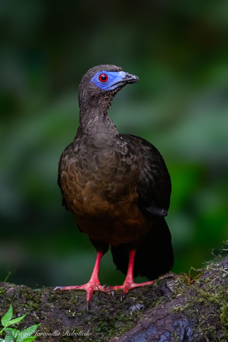 Sickle-winged Guan: complete bird within the frame