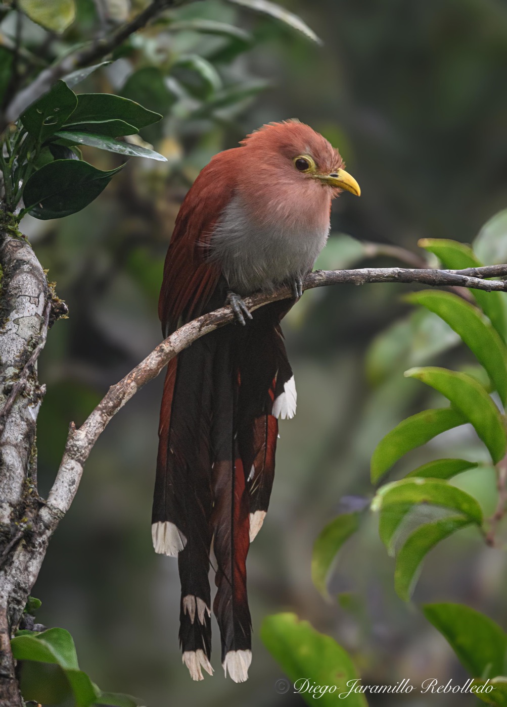 Common Squirrel-Cuckoo: complete bird within the frame