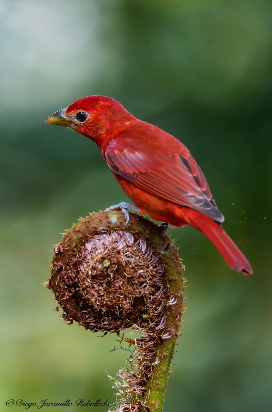 Summer Tanager: complete bird within the frame